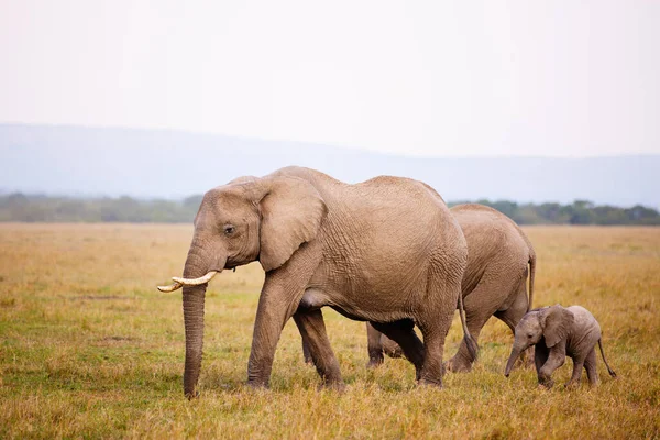 肯尼亚非洲狩猎公园的大象 — 图库照片