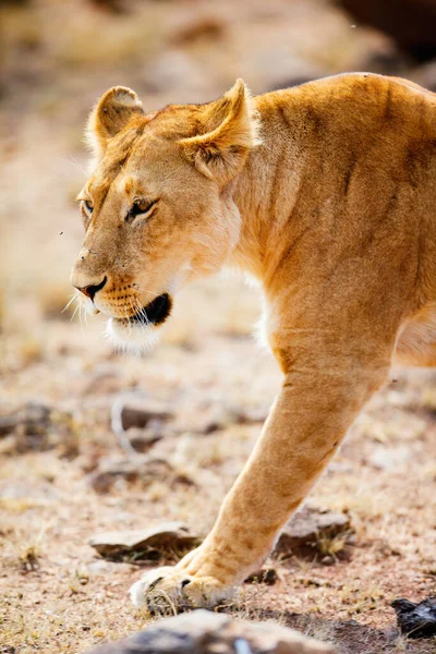 Leão Fêmea Reserva Nacional Quênia — Fotografia de Stock