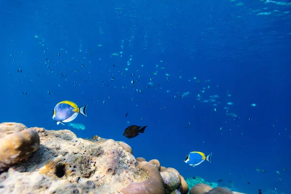 Krásné Barevné Korálové Útesy Tropické Ryby Pod Vodou Maledivách — Stock fotografie