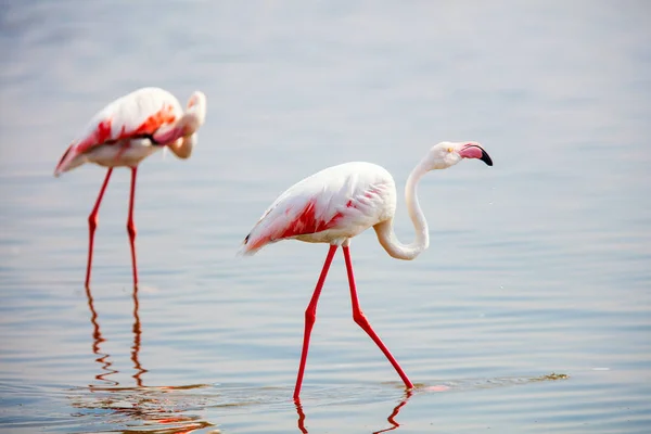 Pareja Flamencos Bahía Walvis Namibia — Foto de Stock