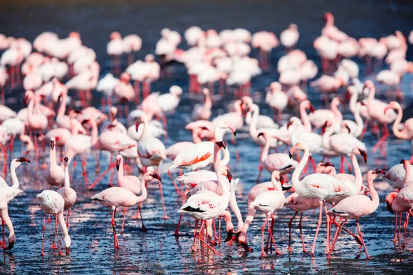 Rebanho Flamingos Baía Walvis Namíbia — Fotografia de Stock