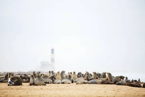 Tulení Kolonie Pobřeží Pelican Zálivu Walvis Namibii — Stock fotografie