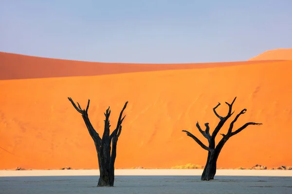 Uitgedroogd Kameeldoornbomen Tegen Rode Duinen Blauwe Lucht Vroeg Ochtend Deadvlei — Stockfoto