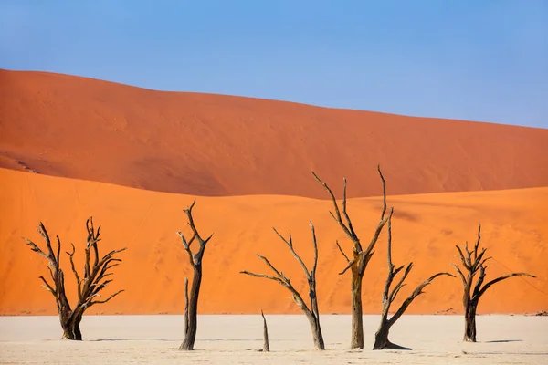 Espinos Secos Contra Dunas Rojas Cielo Azul Temprano Mañana Deadvlei — Foto de Stock