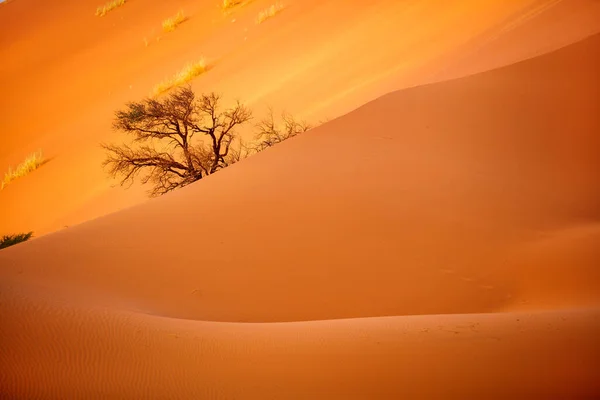 Blisko Pięknej Czerwonej Wydmy Sossusvlei Namibii — Zdjęcie stockowe