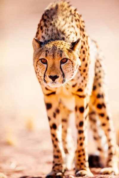 Close Van Mooie Cheeta Outdoor Een Natuurlijke Omgeving — Stockfoto