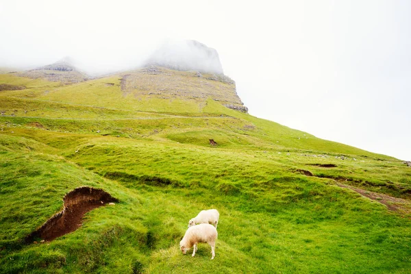 Pecore Nelle Isole Faroe Europa — Foto Stock
