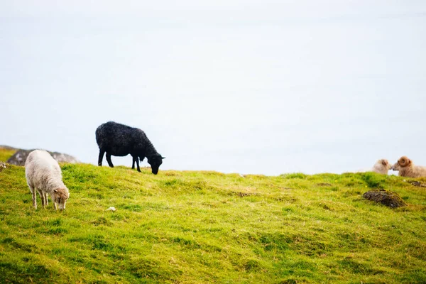 Sheep Faroe Islands Europe — Stock Photo, Image