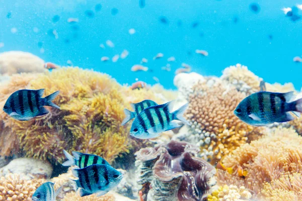 Hermoso Colorido Arrecife Coral Peces Tropicales Bajo Agua Maldivas — Foto de Stock