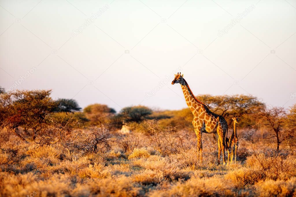 Giraffe in Etosha safari park in Namibia Africa