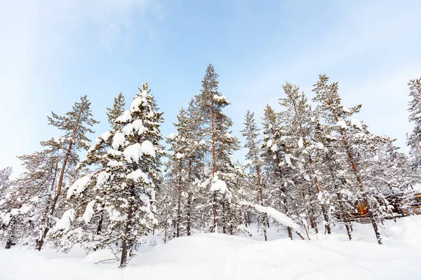 Bellissimo Paesaggio Invernale Foresta Con Alberi Innevati — Foto Stock