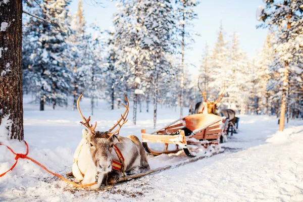 Safari Alle Renne Una Foresta Invernale Della Lapponia Finlandese — Foto Stock