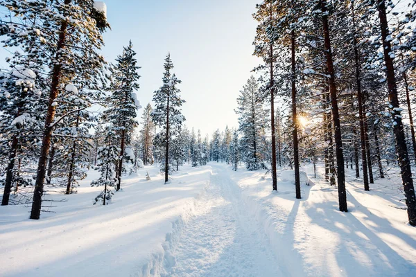 Schöne Winterlandschaft Aus Wald Mit Schneebedeckten Bäumen — Stockfoto