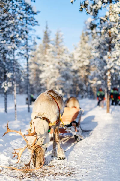 Renos Bosque Invernal Laponia Finlandesa —  Fotos de Stock