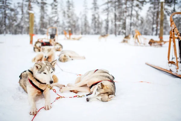 Husky Psy Zimowy Dzień Świeżym Powietrzu Laponii Finlandia — Zdjęcie stockowe