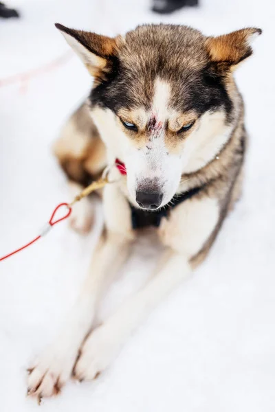 Retrato Perro Husky Lindo Aire Libre Día Invierno Laponia Finlandia —  Fotos de Stock