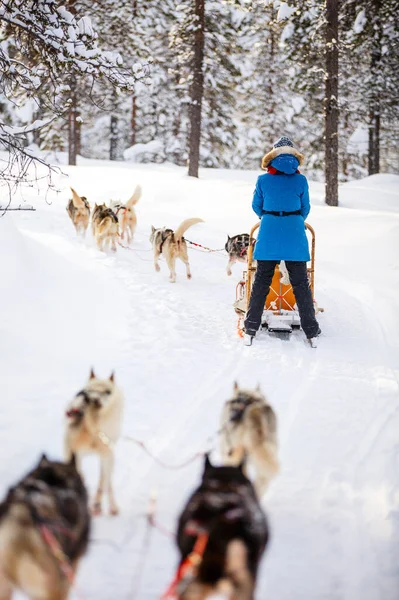 Husky Kutyák Húzzák Szánkó Családdal Téli Erdőben Lappföldön Finnország — Stock Fotó