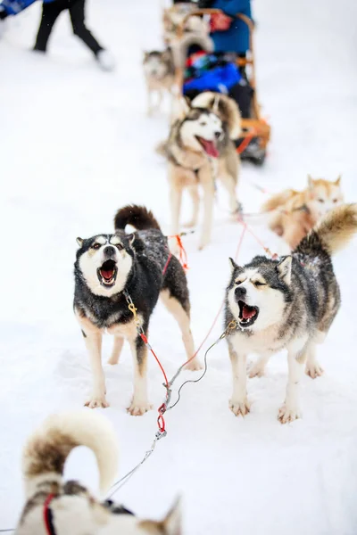 Husky Perros Invierno Día Aire Libre Laponia Finlandia —  Fotos de Stock