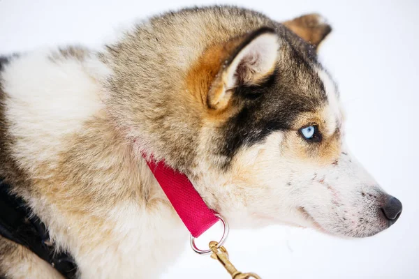 Modrooký Husky Portrét Zblízka — Stock fotografie