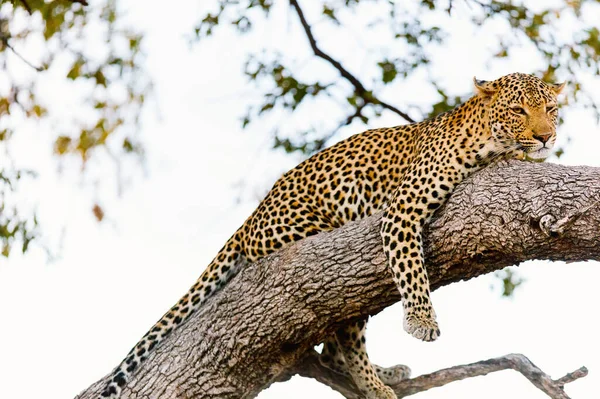 南アフリカの木の上の美しいオスのヒョウ — ストック写真