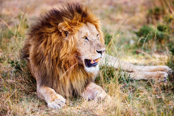 Αρσενικό Λιοντάρι Ξαπλωμένο Στο Γρασίδι Στη Σαβάνα Της Αφρικής — Φωτογραφία Αρχείου