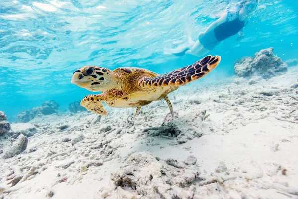 Hawksbill Sea Turtle Swimming Coral Reef Tropical Ocean Maldives — Stock Photo, Image