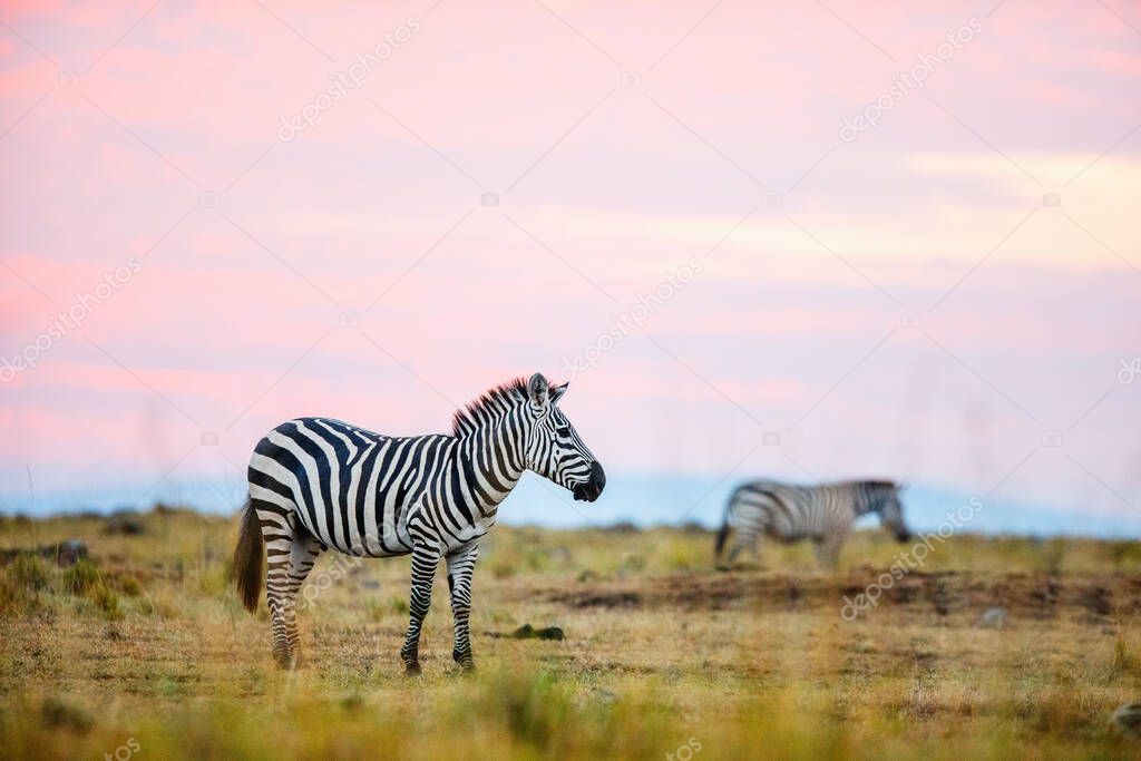 Zebras in safari park in Kenya on early morning
