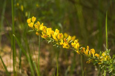 Orman çiçeklerinin güneş dalıdır. Yeşil sırtında sarı bir çiçek