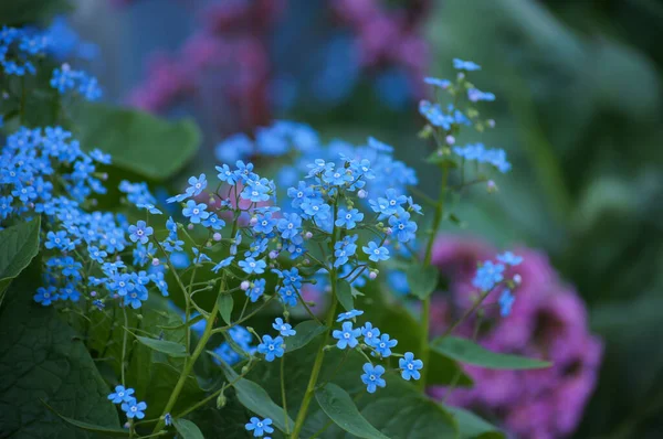 Vergeet Mij Nietjes Tuin Mooie Achtergrond Met Blauw Voor — Stockfoto