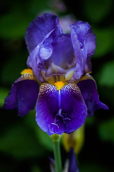 Piękne Niebieskie Zbliżenie Tęczówki Kwiat Tęczówki Rozmytym Tle — Zdjęcie stockowe