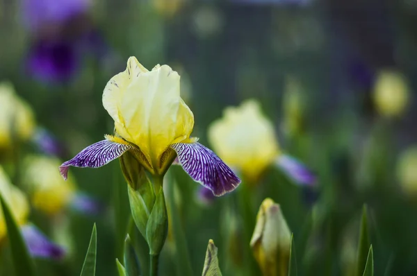 Žlutá Modrá Duhovka Květiny Detailní Zeleném Zahradním Pozadí — Stock fotografie