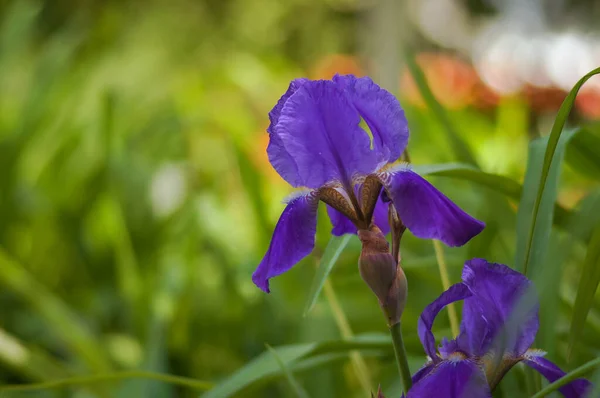 Hermoso Primer Plano Del Iris Azul Flor Iris Sobre Fondo —  Fotos de Stock