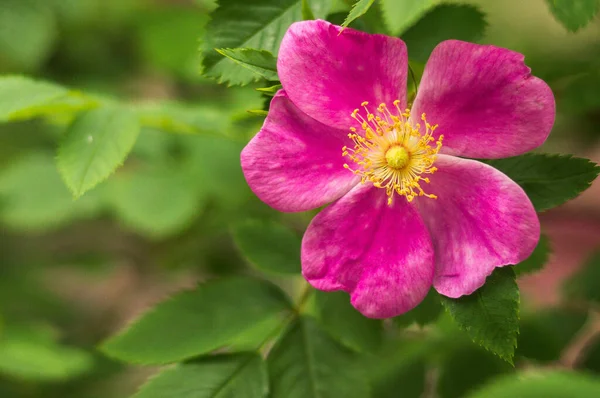 玫瑰花瓣的花瓣 野玫瑰 布里耶植物学 — 图库照片