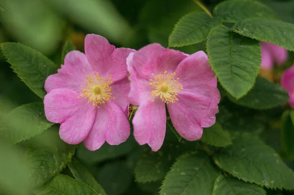 Flores Rosa Mosqueta Rosa Salvaje Brier Botánica — Foto de Stock