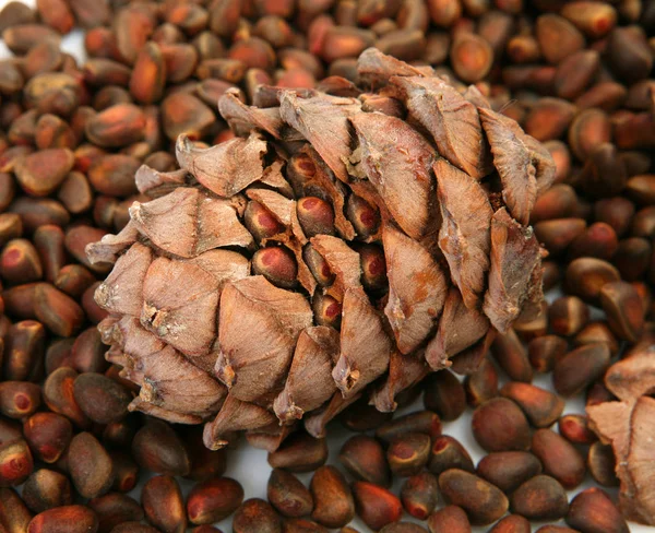 Pinhões Cones — Fotografia de Stock