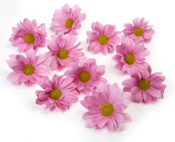 Beyaz arka planda güzel çiçekler