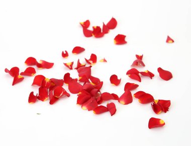 Beyaz arkaplanda gül yaprakları