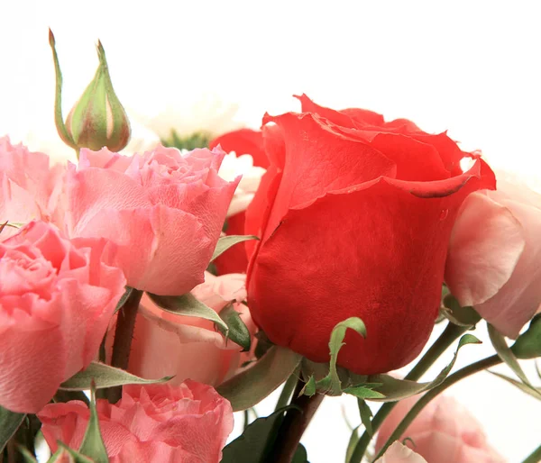 Ramo Rosas Sobre Fondo Blanco — Foto de Stock