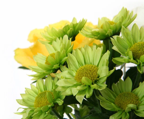 Green Bouquet White Background — Stock Photo, Image