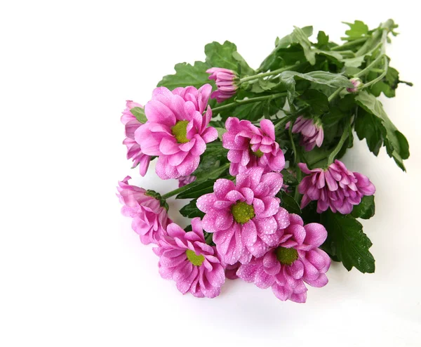Bouquet Pink Flowers White Background — Stock Photo, Image