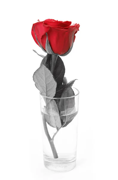 Scarlet Rose White Background — Stock Photo, Image