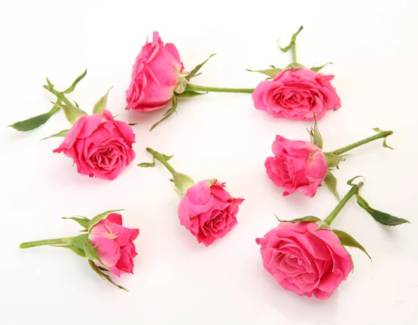 Pink Flowers White Background — Stock Photo, Image