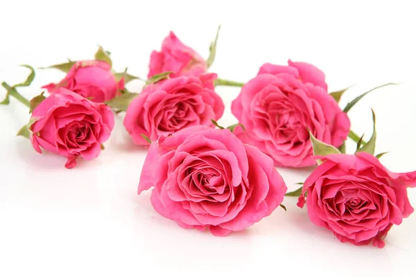 Pink Flowers White Background — Stock Photo, Image