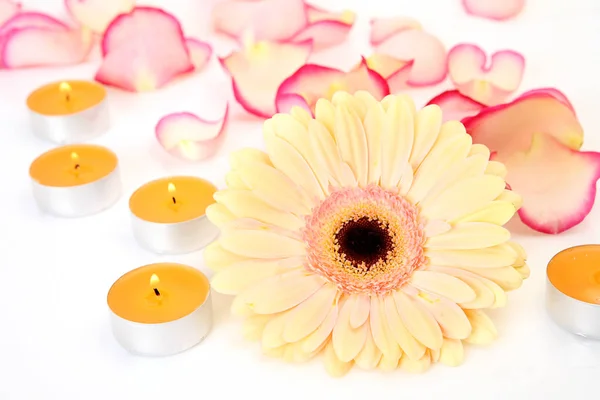 Flores Pétalos Rosa —  Fotos de Stock