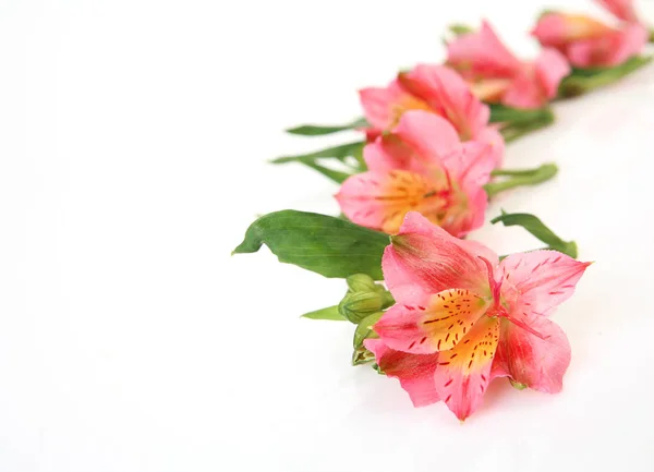Rosa Blommor Vit Bakgrund — Stockfoto