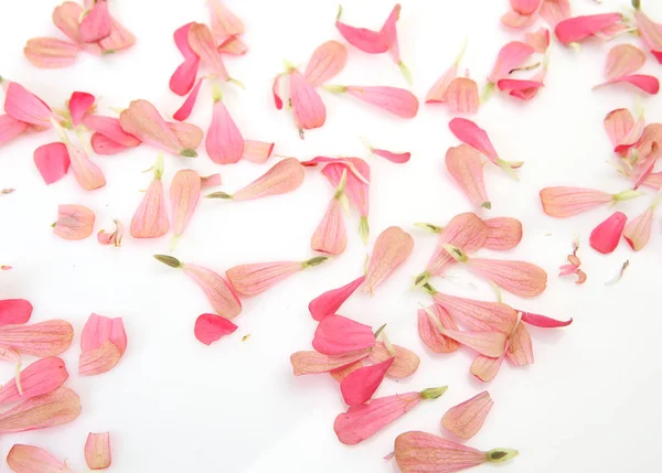 Roze Bloemblaadjes Een Witte Achtergrond — Stockfoto