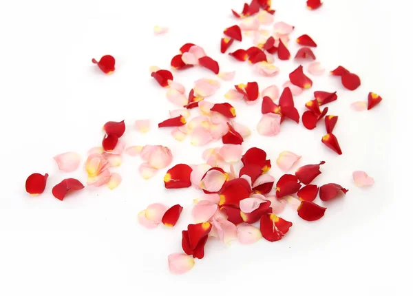 Rose Petals White Background — Stock Photo, Image