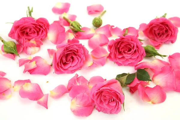 Beautiful Rose White Background Stock Picture