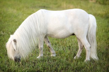 yeşil çimenlerin üzerinde otlatma beyaz midilli