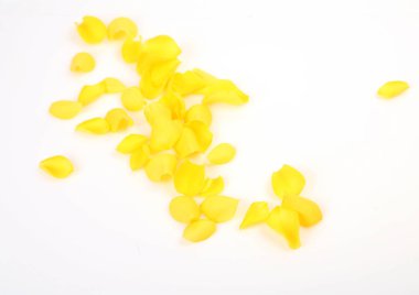 beyaz zemin üzerine sarı bir gül yaprakları